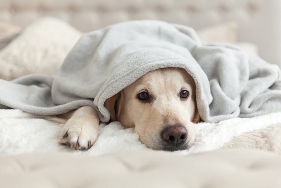 dog laying under a blanket